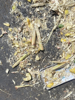 IZZY MORIARTY THOMPSON