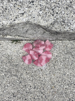 IZZY MORIARTY THOMPSON