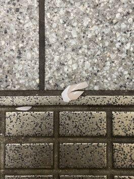 IZZY MORIARTY THOMPSON