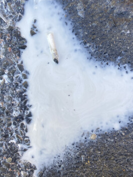 IZZY MORIARTY THOMPSON