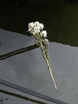 IZZY MORIARTY THOMPSON