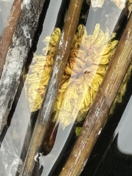 IZZY MORIARTY THOMPSON