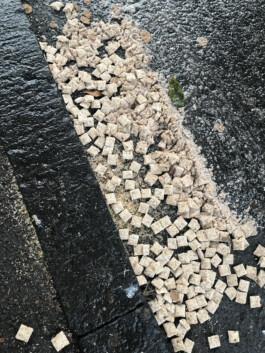 IZZY MORIARTY THOMPSON