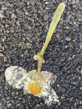 IZZY MORIARTY THOMPSON