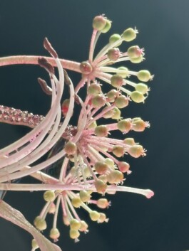 IZZY MORIARTY THOMPSON