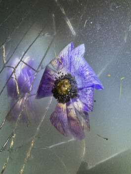 IZZY MORIARTY THOMPSON