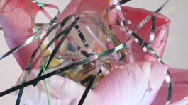 IZZY MORIARTY THOMPSON