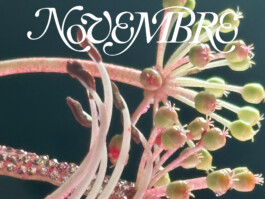 IZZY MORIARTY THOMPSON